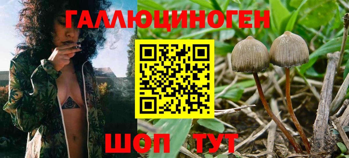 Псилоцибиновые грибы мицелий Мытищи
